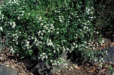 APII jpeg image of Scaevola albida  © contact APII