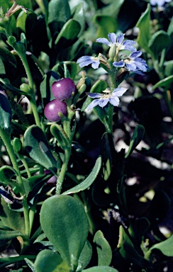 APII jpeg image of Scaevola calendulacea  © contact APII