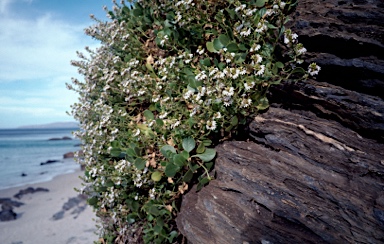 APII jpeg image of Scaevola crassifolia  © contact APII