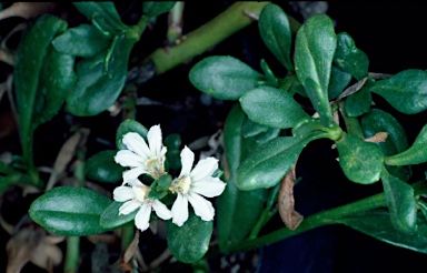 APII jpeg image of Scaevola crassifolia  © contact APII