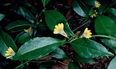 APII jpeg image of Scaevola enantophylla  © contact APII