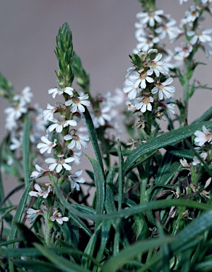 APII jpeg image of Scaevola lanceolata  © contact APII