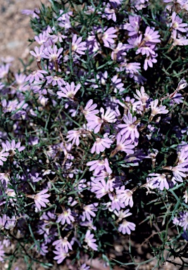 APII jpeg image of Scaevola oxyclona  © contact APII