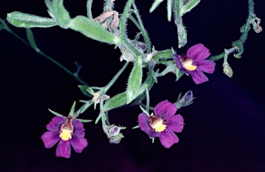 APII jpeg image of Scaevola phlebopetala  © contact APII