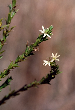 APII jpeg image of Scaevola revoluta  © contact APII