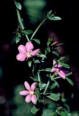 APII jpeg image of Scaevola 'Pink Perfection'  © contact APII