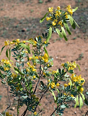 APII jpeg image of Senna artemisioides subsp. x coriacea  © contact APII