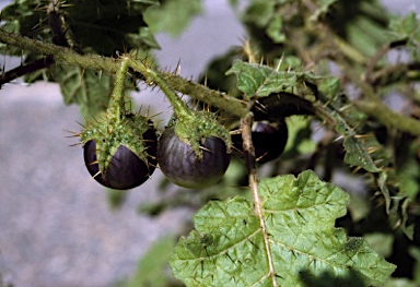 APII jpeg image of Solanum ditrichum  © contact APII