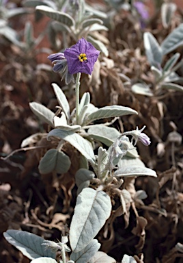 APII jpeg image of Solanum ellipticum  © contact APII