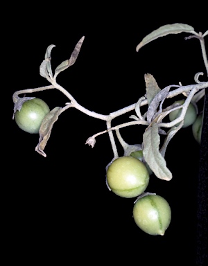 APII jpeg image of Solanum esuriale  © contact APII