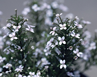 APII jpeg image of Stylidium spinulosum  © contact APII