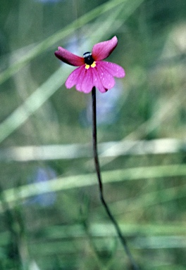 APII jpeg image of Stylidium claytonioides  © contact APII