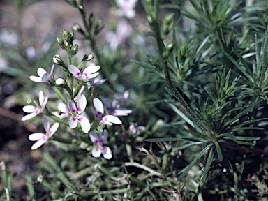 APII jpeg image of Stylidium eglandulosum  © contact APII