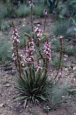 APII jpeg image of Stylidium graminifolium  © contact APII