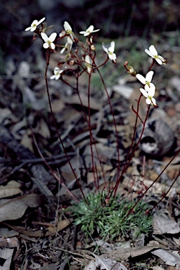 APII jpeg image of Stylidium bindoon  © contact APII