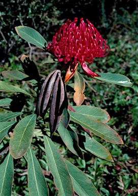 APII jpeg image of Telopea speciosissima 'Red Ned'  © contact APII