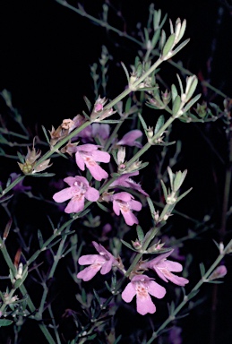 APII jpeg image of Westringia crassifolia  © contact APII