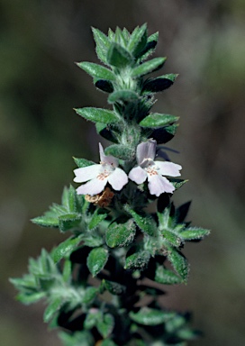 APII jpeg image of Westringia davidii  © contact APII