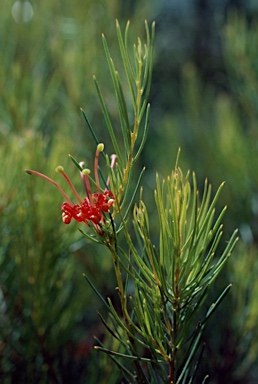 APII jpeg image of Grevillea acuaria  © contact APII