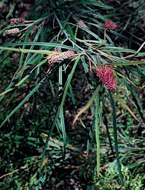 APII jpeg image of Grevillea aspleniifolia  © contact APII