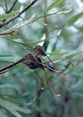 APII jpeg image of Grevillea banksii  © contact APII