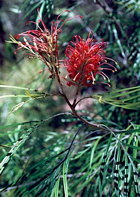 APII jpeg image of Grevillea banksii  © contact APII