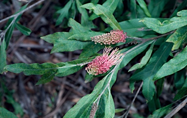 APII jpeg image of Grevillea barklyana  © contact APII