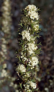 APII jpeg image of Grevillea trifida  © contact APII