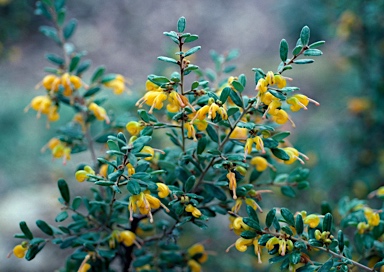 APII jpeg image of Grevillea chrysophaea  © contact APII