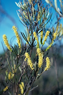 APII jpeg image of Grevillea didymobotrya subsp. didymobotrya  © contact APII