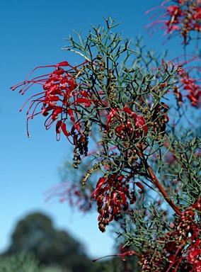 APII jpeg image of Grevillea dielsiana  © contact APII