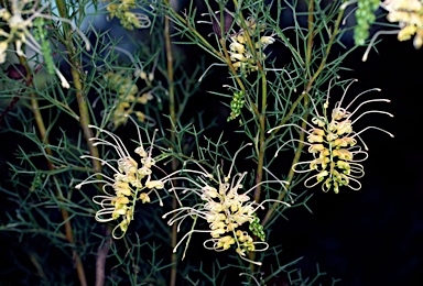 APII jpeg image of Grevillea dielsiana  © contact APII