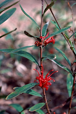 APII jpeg image of Grevillea dimorpha  © contact APII