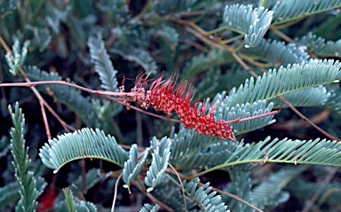 APII jpeg image of Grevillea dryandroides subsp. hirsuta  © contact APII