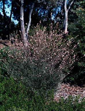 APII jpeg image of Grevillea endlicheriana  © contact APII