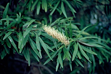 APII jpeg image of Grevillea exul  © contact APII