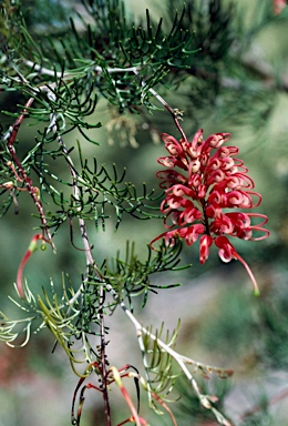 APII jpeg image of Grevillea fililoba  © contact APII