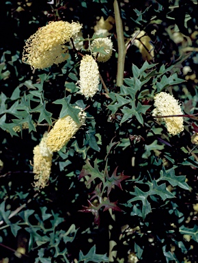 APII jpeg image of Grevillea flexuosa  © contact APII