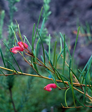 APII jpeg image of Grevillea fulgens  © contact APII