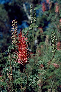 APII jpeg image of Grevillea georgeana  © contact APII