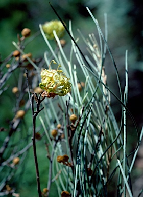 APII jpeg image of Grevillea gordoniana  © contact APII