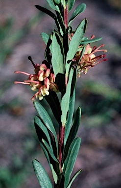 APII jpeg image of Grevillea iaspicula  © contact APII