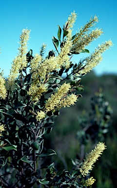 APII jpeg image of Grevillea integrifolia  © contact APII