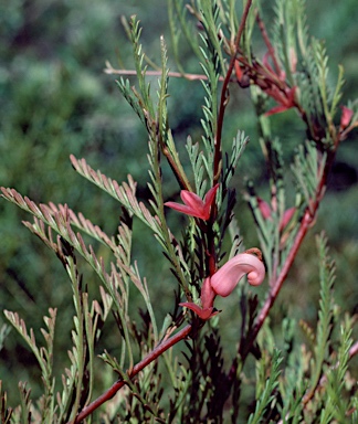 APII jpeg image of Grevillea involucrata  © contact APII