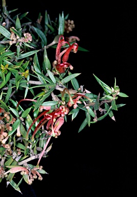 APII jpeg image of Grevillea juniperina subsp. allojohnsonii  © contact APII