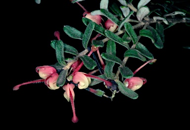 APII jpeg image of Grevillea lanigera  © contact APII