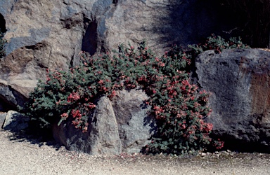 APII jpeg image of Grevillea lanigera  © contact APII