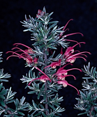 APII jpeg image of Grevillea lavandulacea  © contact APII