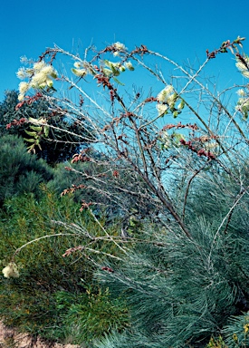 APII jpeg image of Grevillea leucopteris  © contact APII