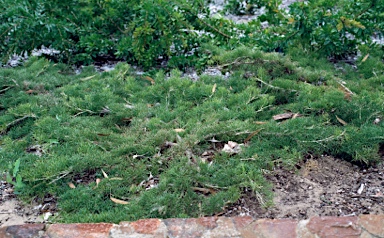 APII jpeg image of Grevillea maxwellii  © contact APII